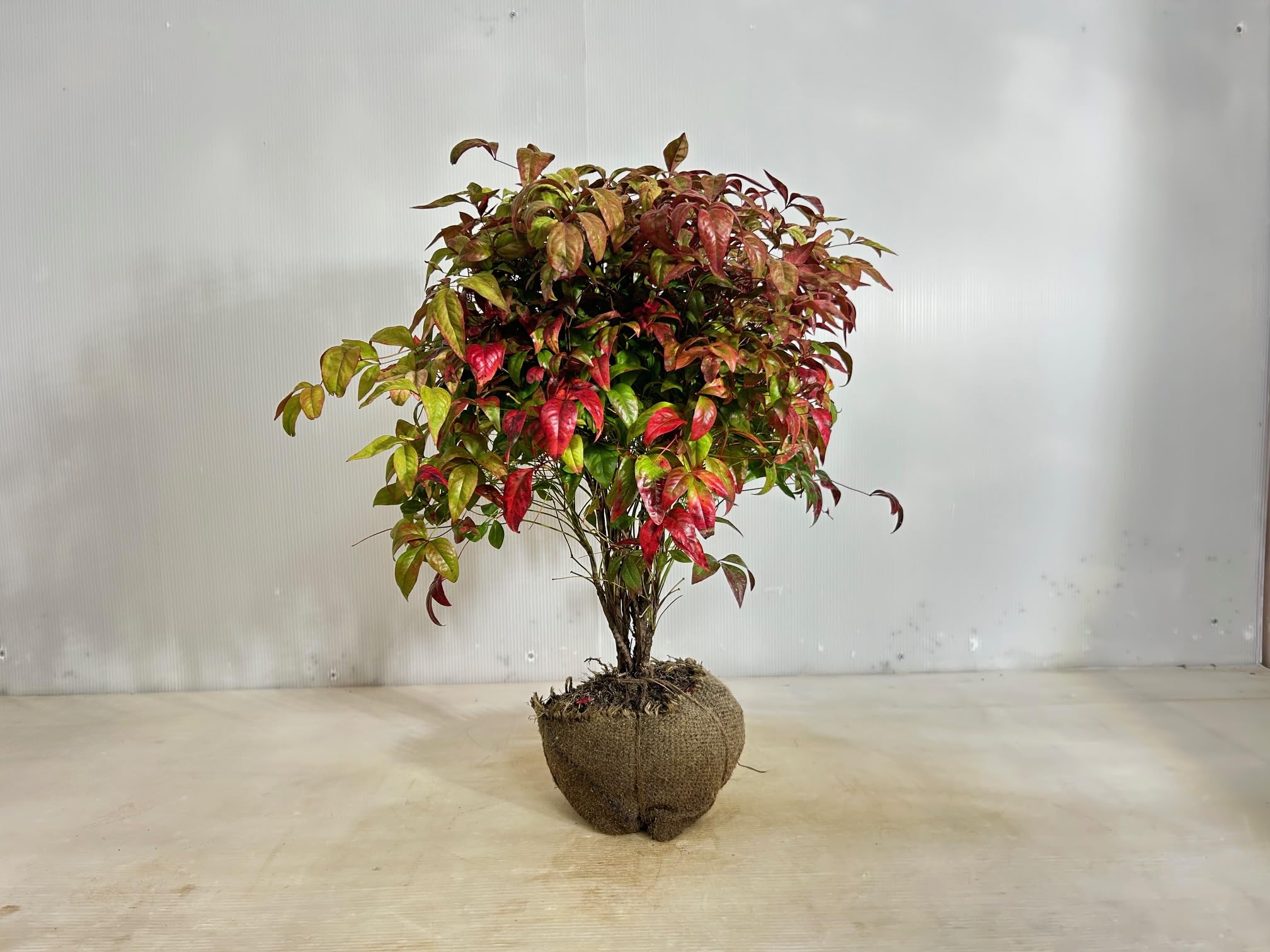 Amazon.co.jp: オタフクナンテン 高さ0.5m 幅0.4m 路地苗 お多福南天